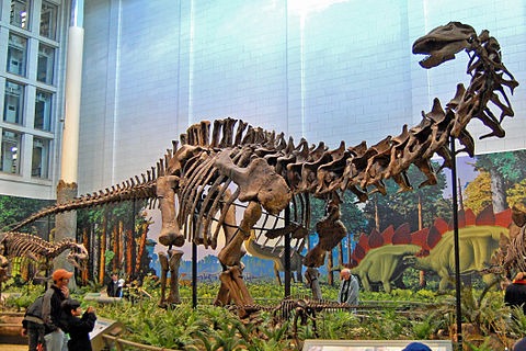 Brontosaurus or Apatosaurus