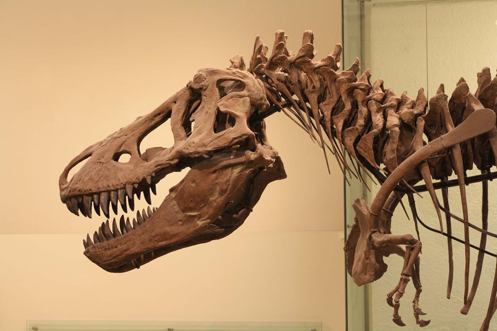Tyrannosaurus rex at the American Museum of Natural History
