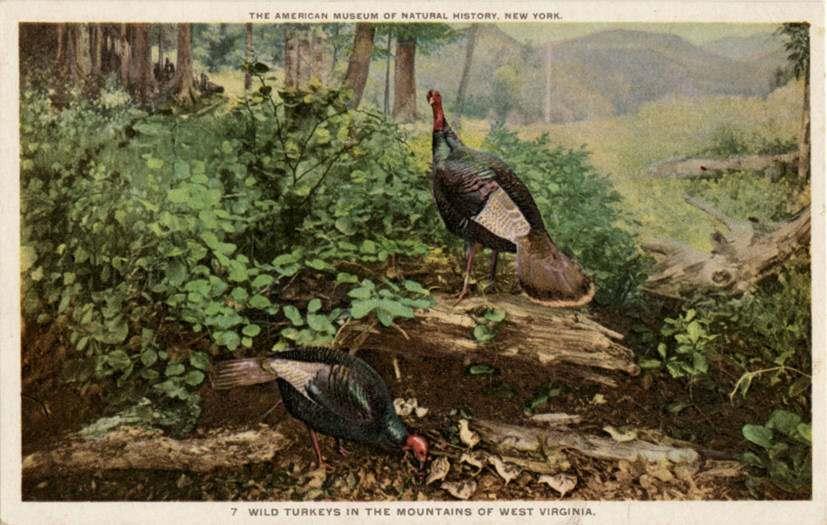 Wild turkeys in the Mountains of West Virginia