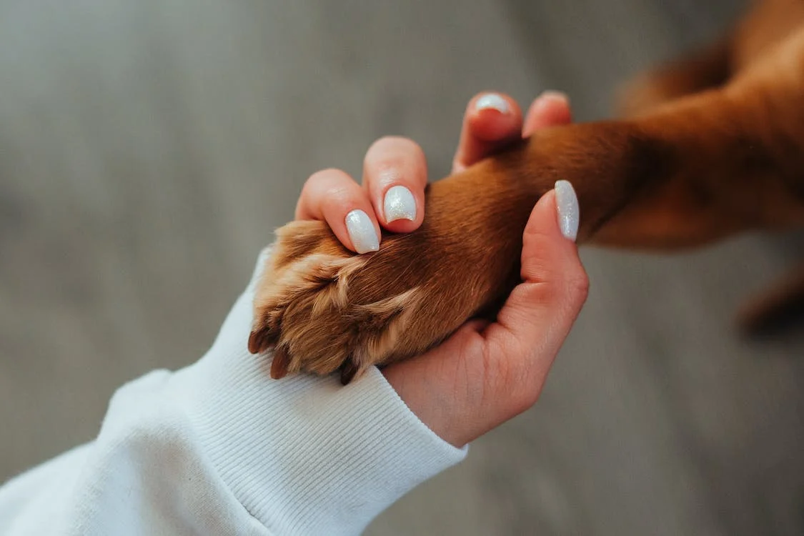The Case For and Against Emotional Support Animals in Rental Properties
