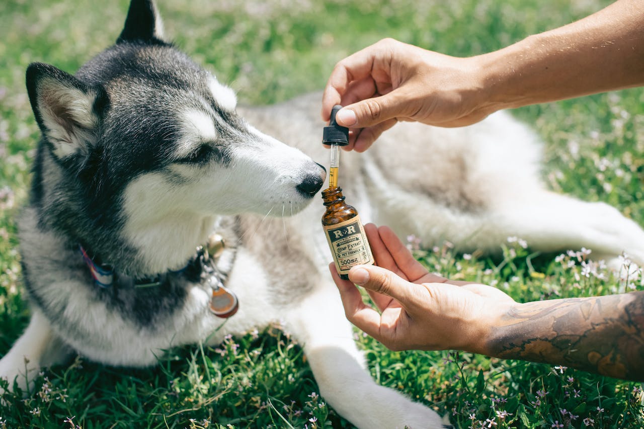 CBD For Dogs: How To Properly Take Care Of Your Canine