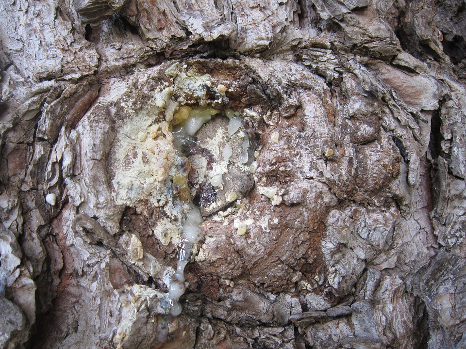 A quick peek into tree wounds and their treatment