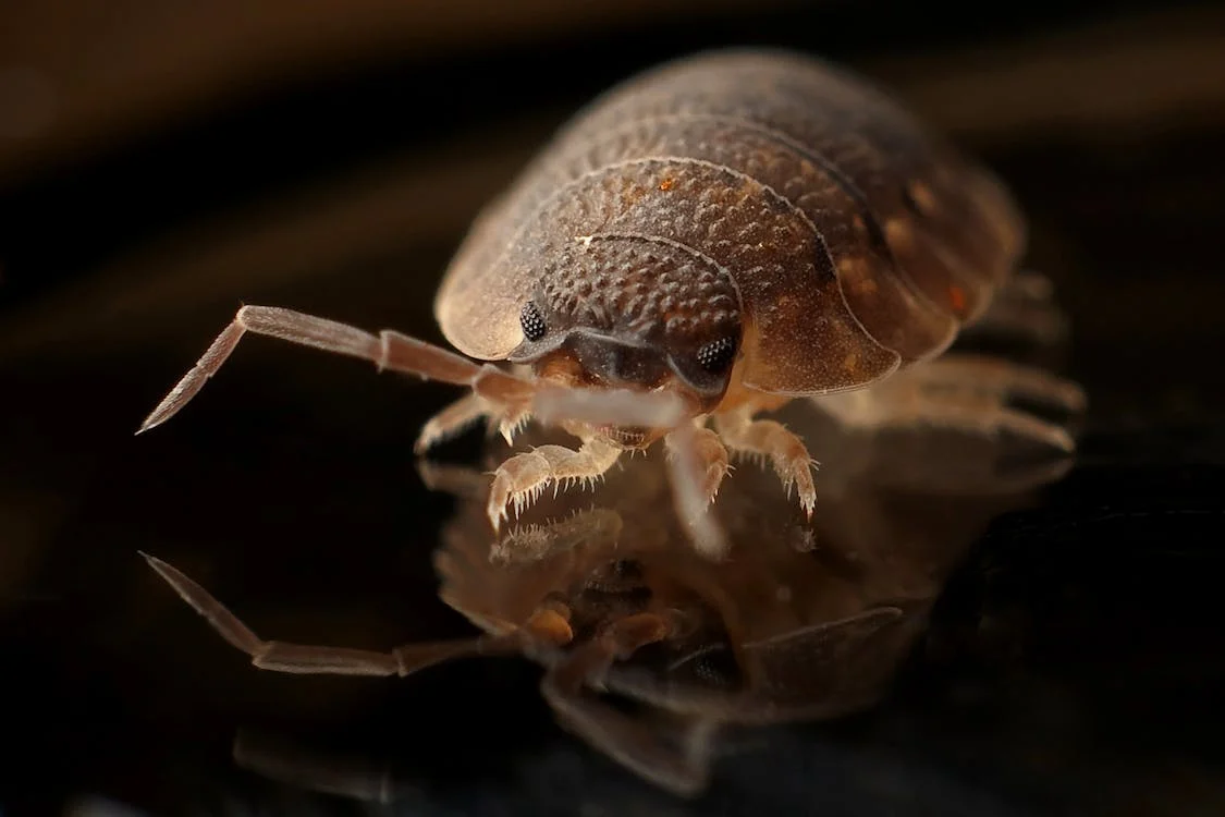 How to choose the best bed bug exterminator near you