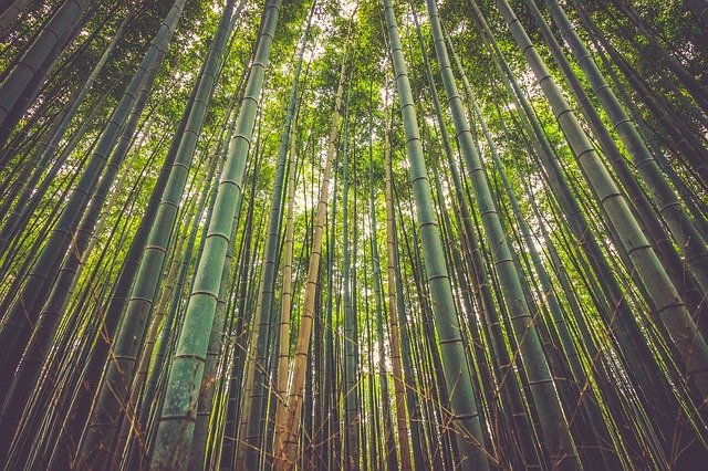 Decorating Your Home Here Are Some Great Reasons to Use Bamboo Products