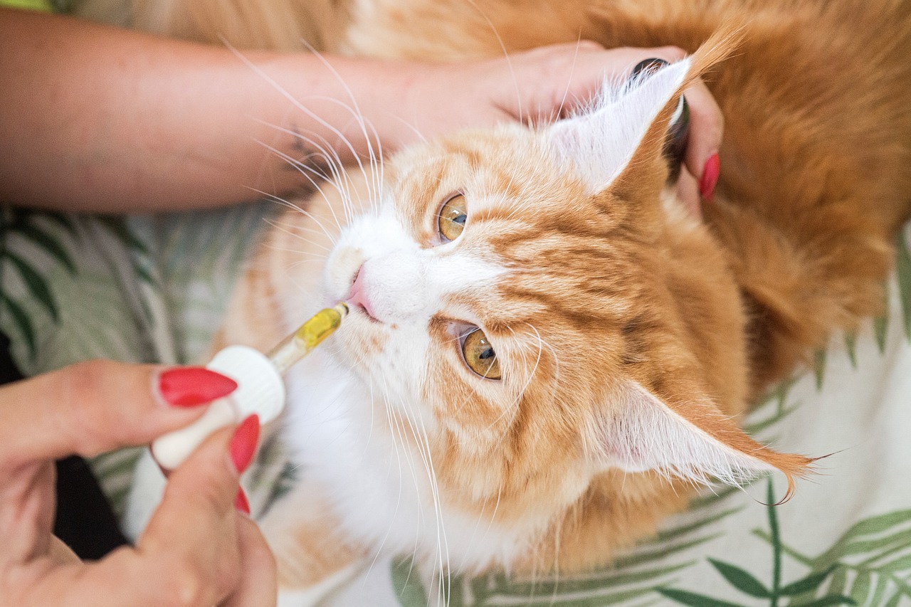 Why CBD Oil For Cats Can Help Manage Their Anxiety