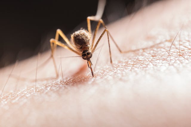 6 Effective Ways To Keep Mosquitoes Away From Your Backyard