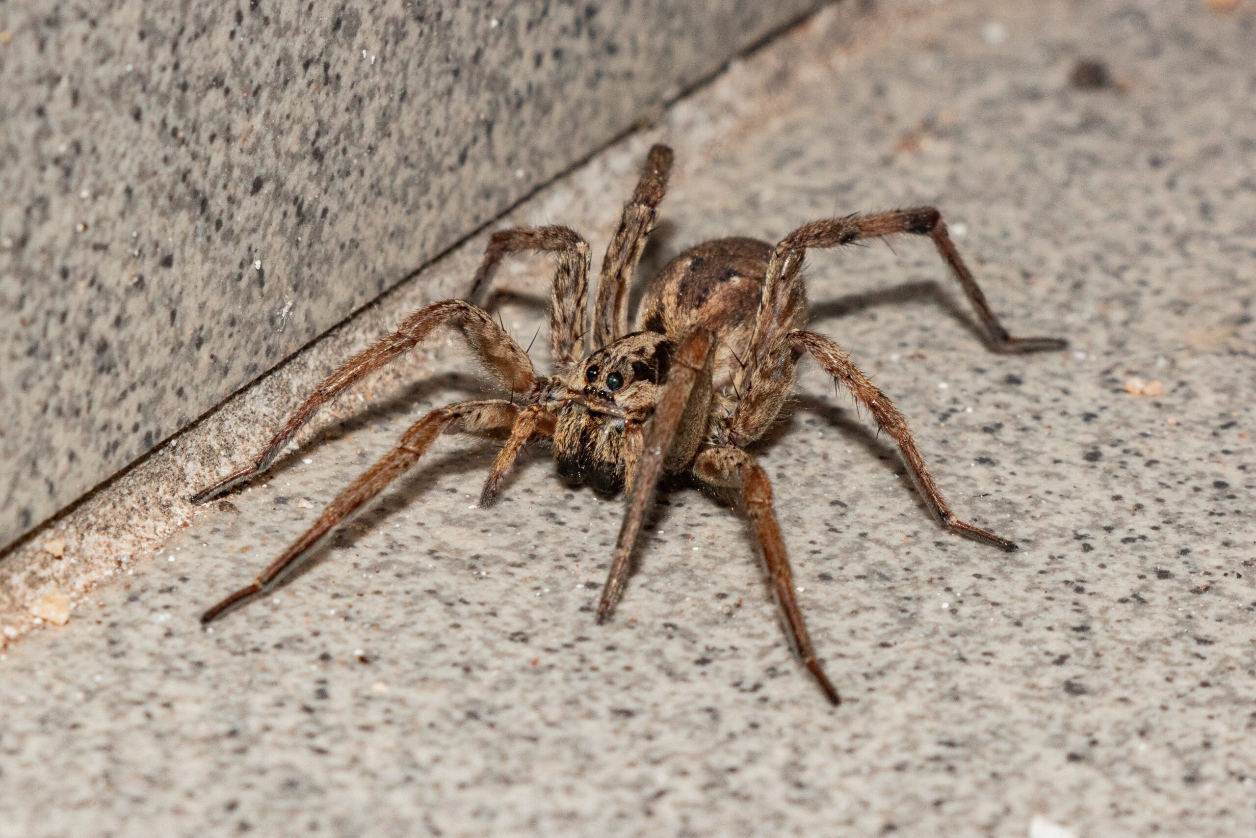 Everything You Need & Want To Know About Wolf Spiders
