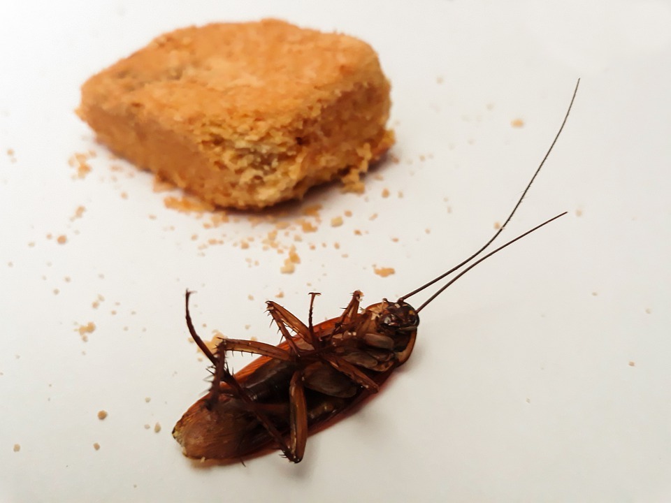 Most Common Reasons Why Cockroaches Increase During Summer Time