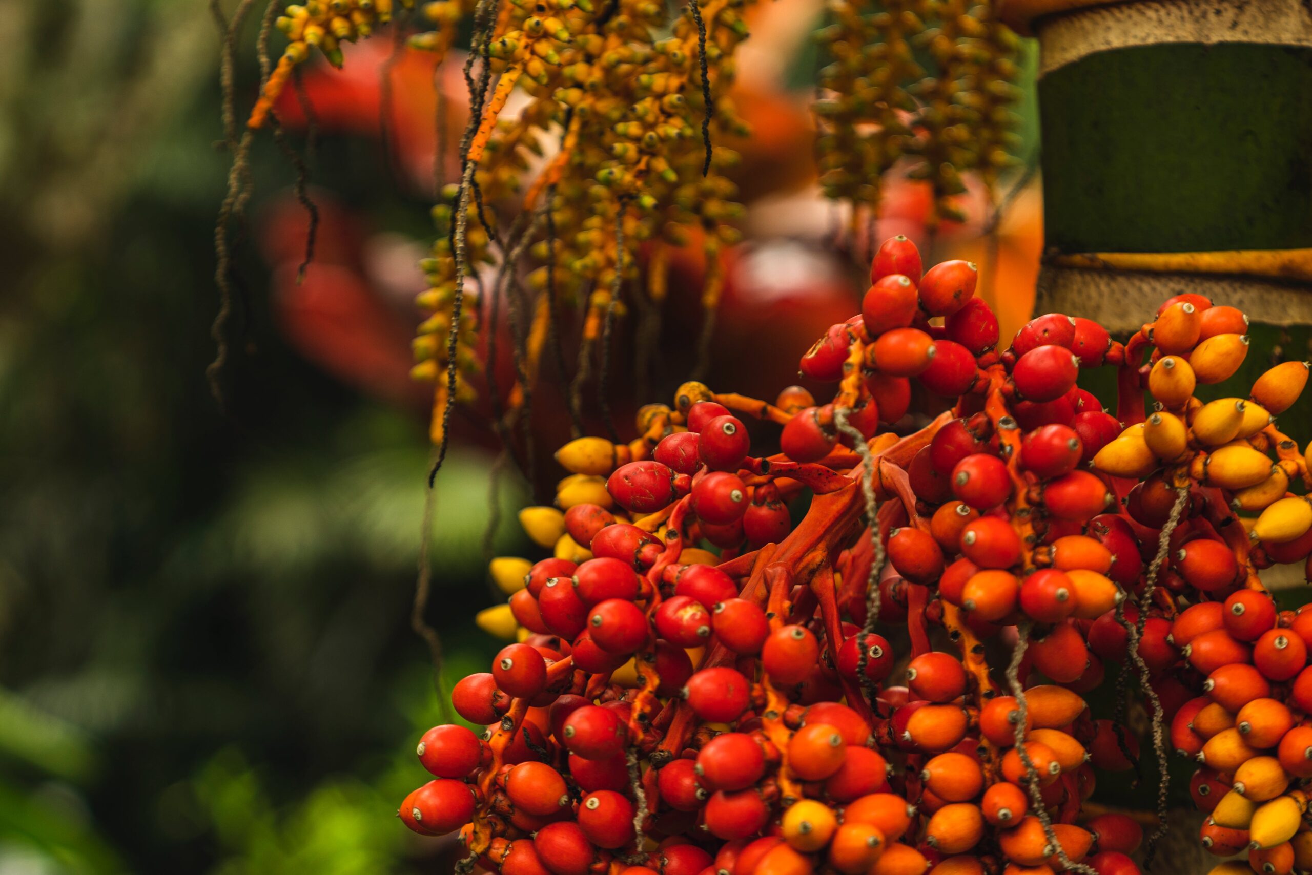 Tech Innovations to Improve Palm Oil Production Efficiency