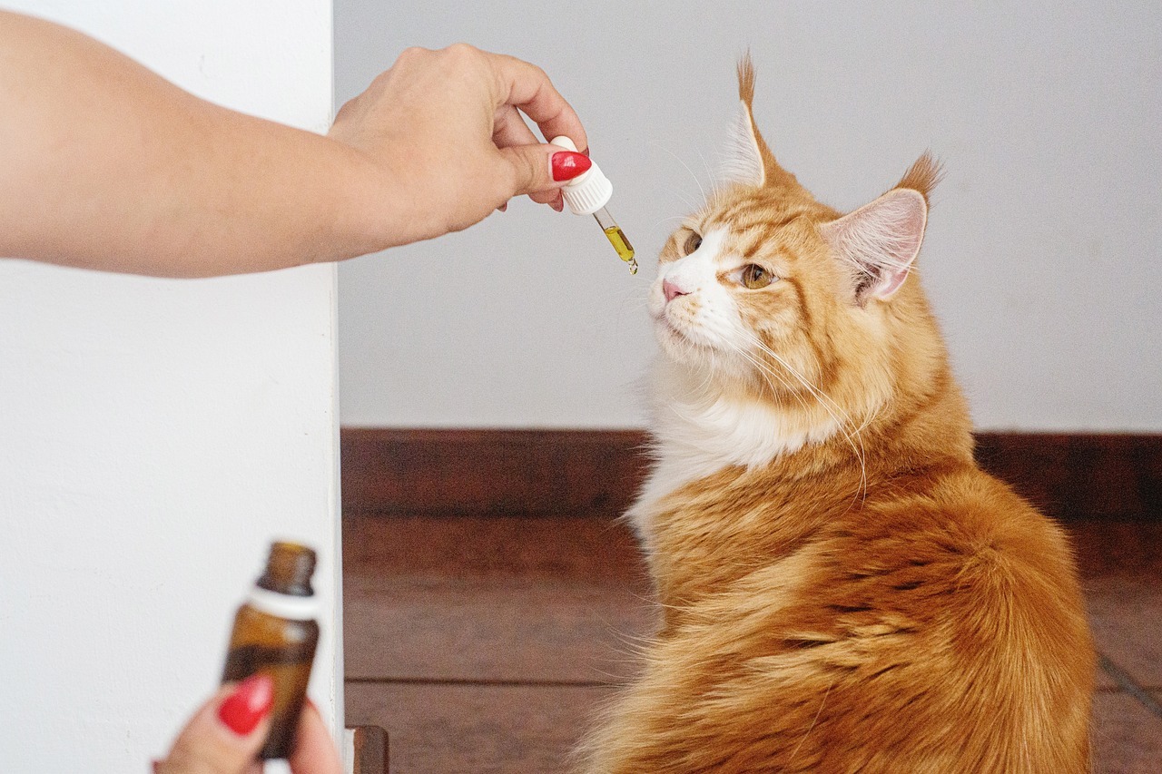 All You Need to Know About Using CBD to Boost Your Cat's Immunity