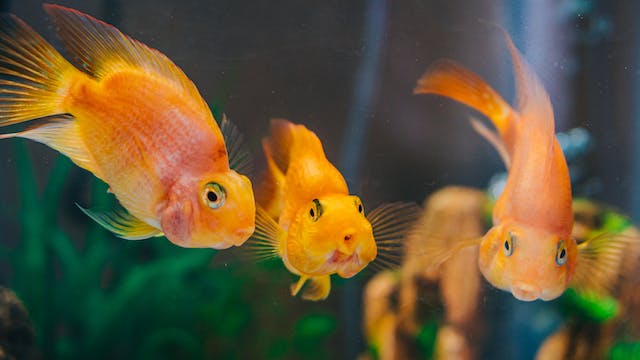 5 Fishes that are not for Beginners