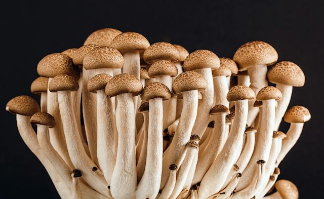 A beginner’s guide to magic mushroom strains