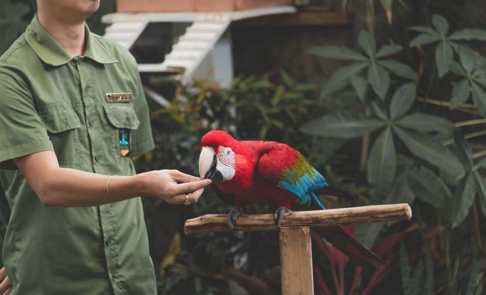 Person feeding a scarlet macaw