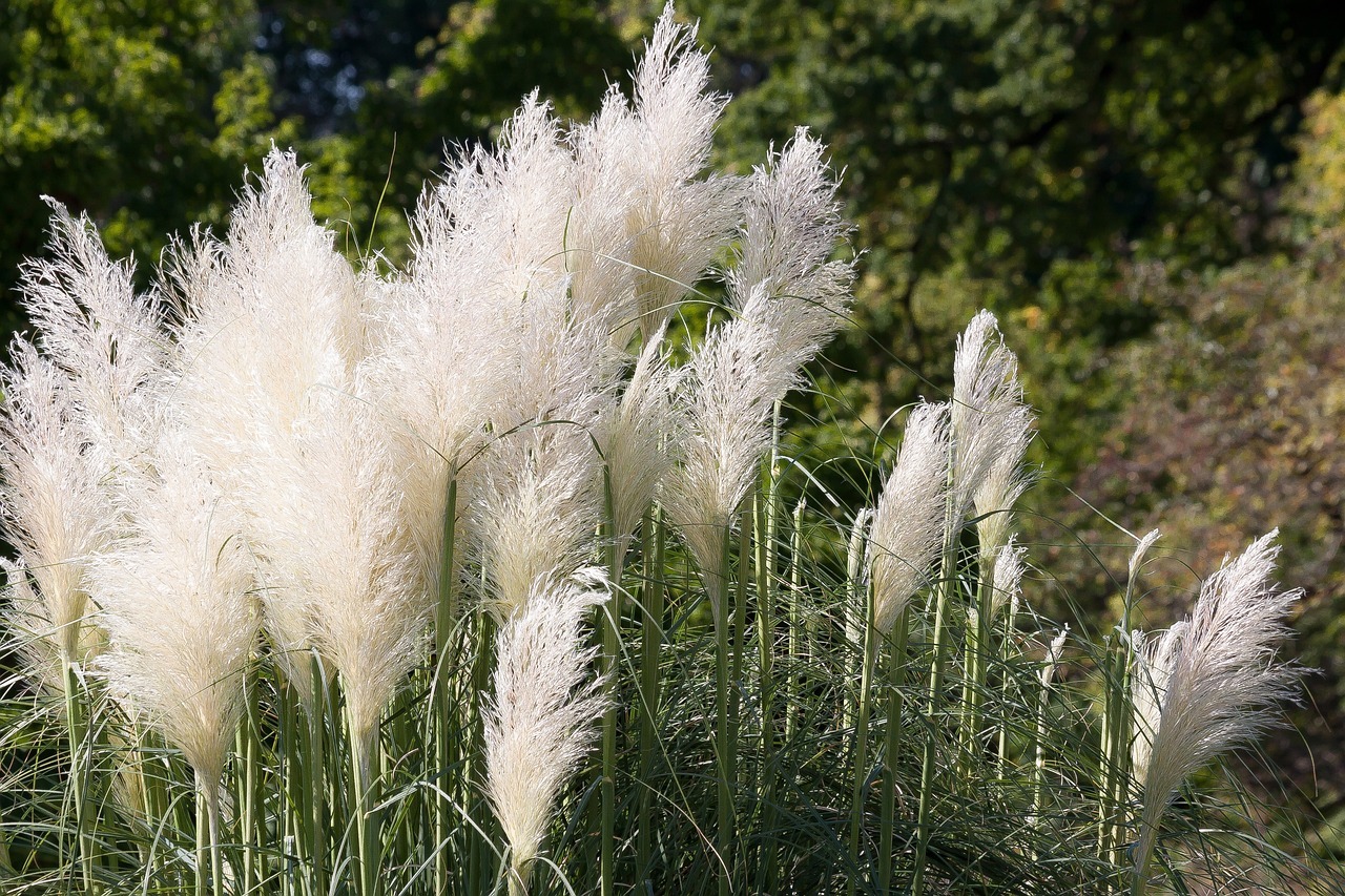 Everything You Need To Know About Growing Ornamental Grasses In Zone 5 Areas