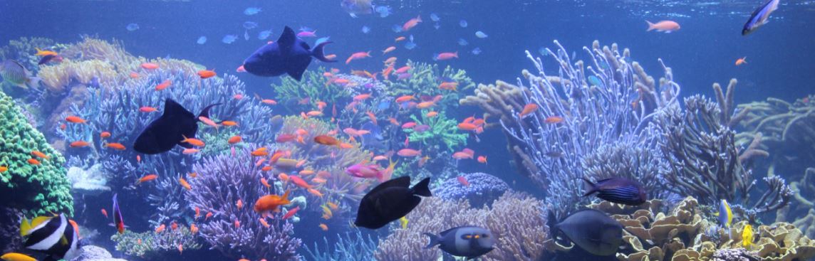 Long Island Aquarium coral reef exhibit