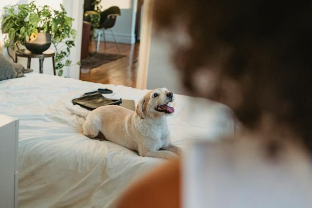 Rent Pet-Friendly Home in NYC – Requirements You Need