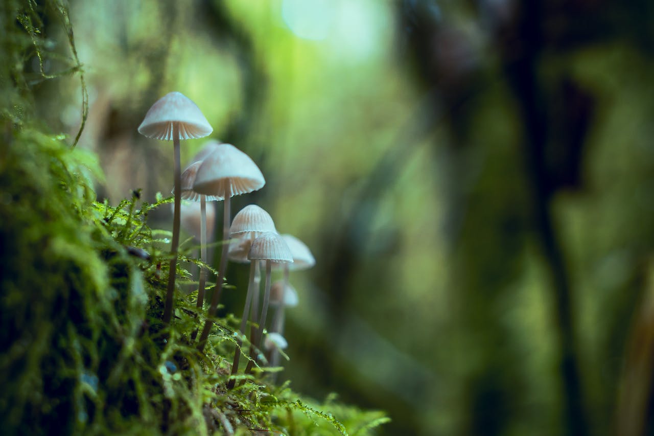 5 benefits of microdosing mushrooms