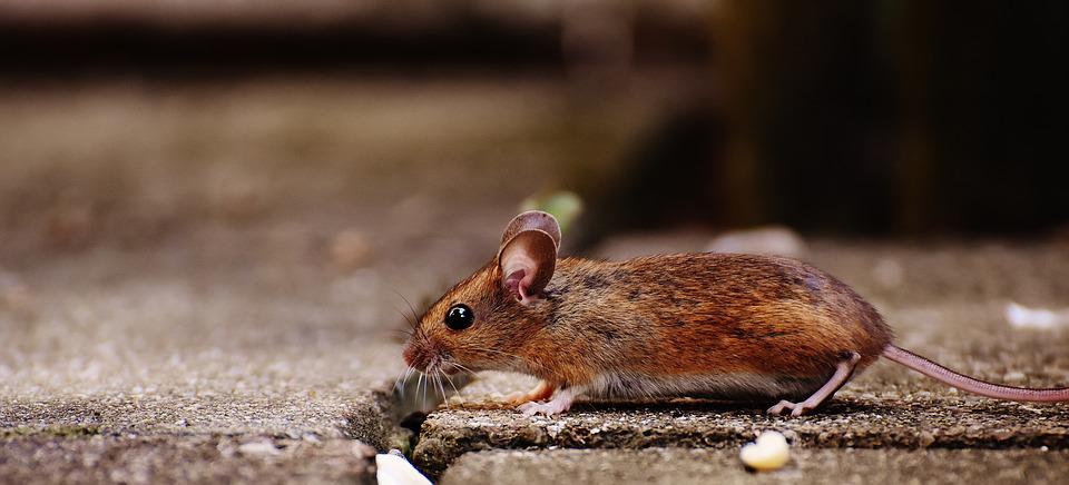 How to effectively get rid of mice infestation