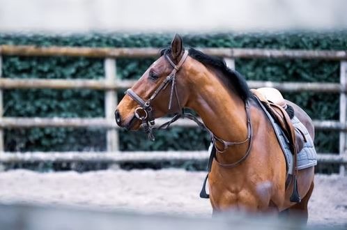 Horse Riding, Nature Images, Equitation