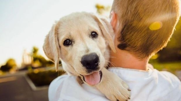 5 Steps to Get Emotional Support for Animals