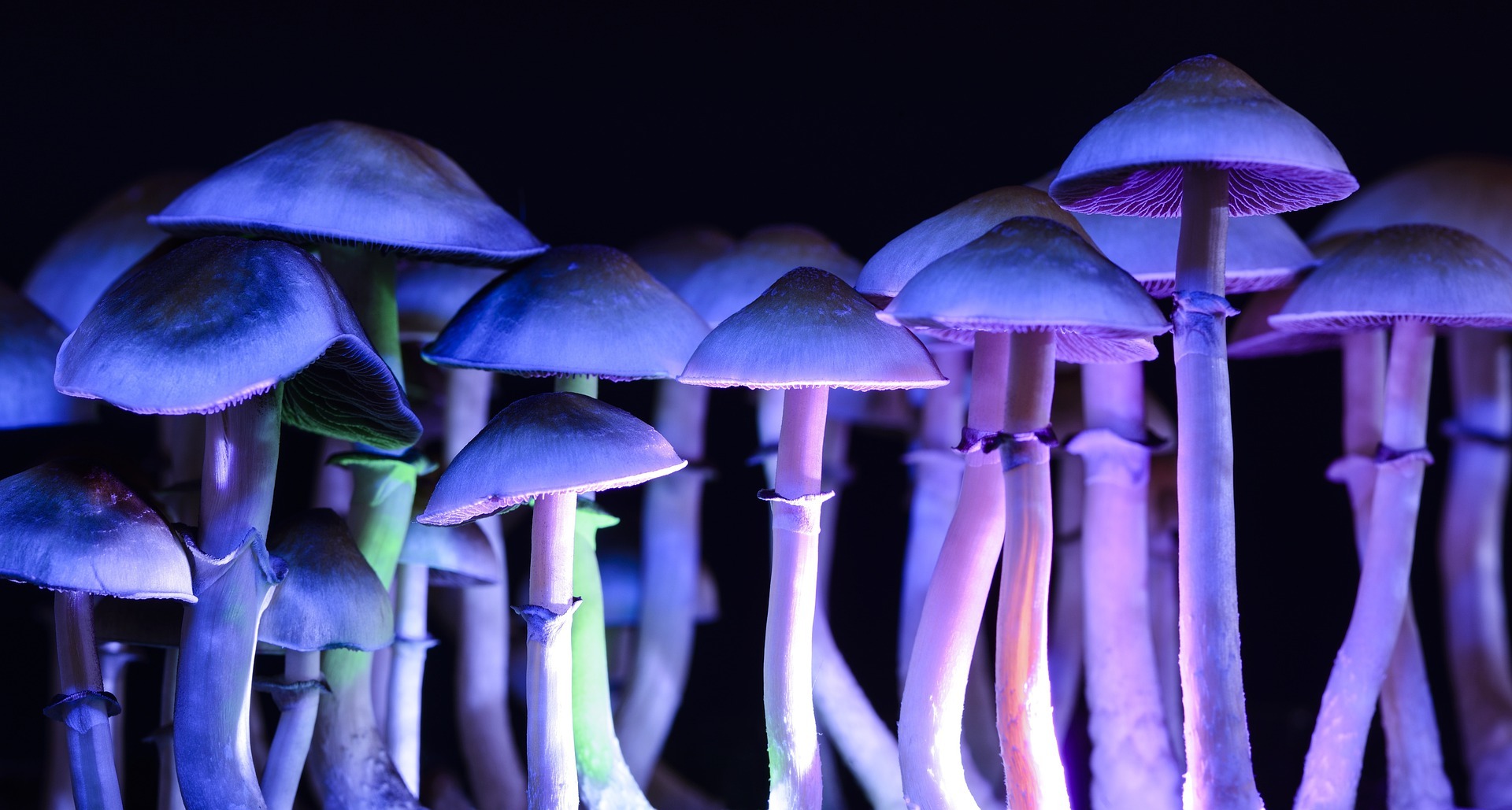 magic mushroom-jpeg