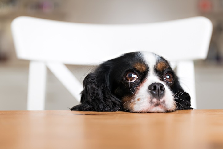 How Can You Stop Your Dog from Begging at the Table?