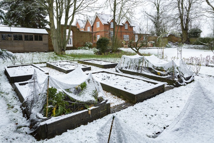 Winter vegetable garden in snow, UK