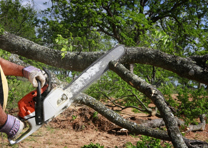 From Trimming to Removal: Comprehensive Tree Services from Expert Removalists