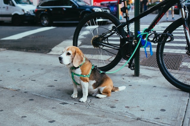Living in New York with Dogs? What Should You Expect