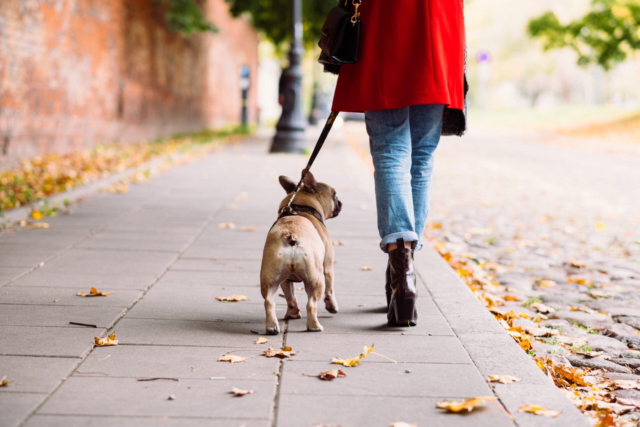 10 Great Places To Walk Your Dog in New York