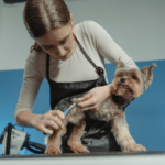Finding the Best Dog Grooming Services in NYC