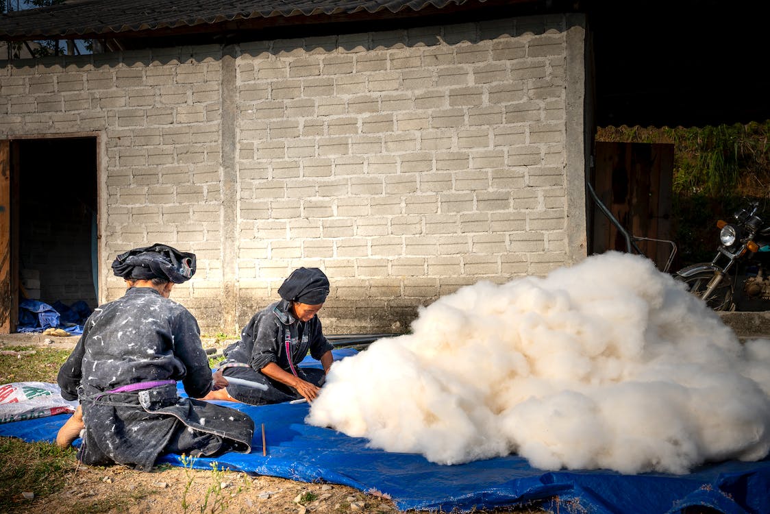 Asian workers cleaning cotton in farmland