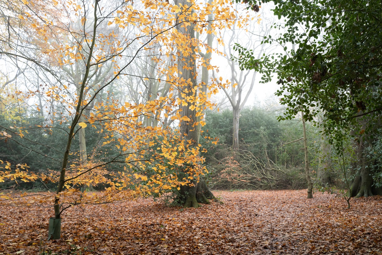 English woodland area showing autumn leaves on the ground