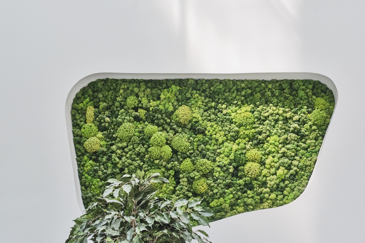 White decorative wall with built-in green phyto panel from natural stabilized moss