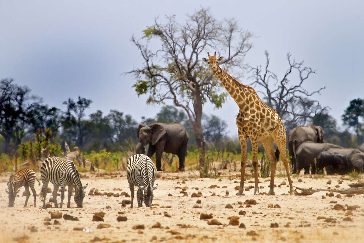 a photo of giraffes, zebras and elephants