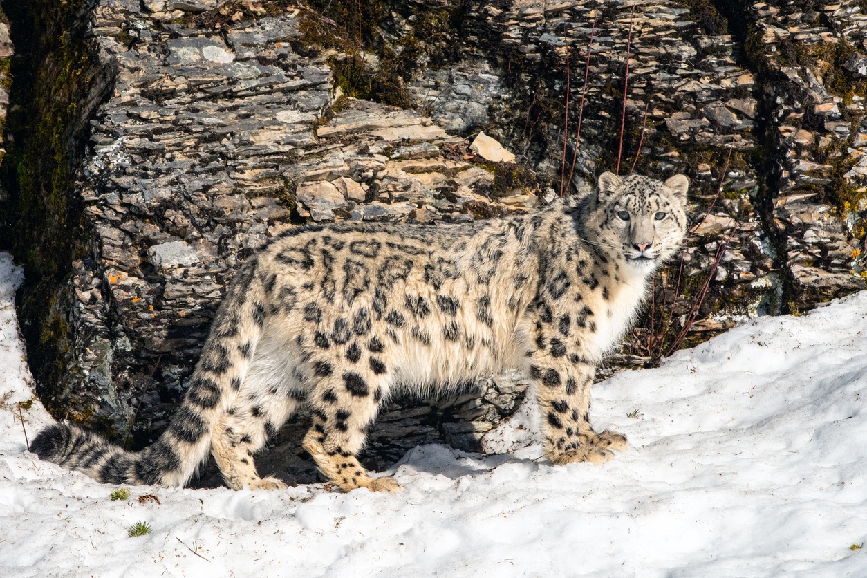 a snow leopard in the snow mountain