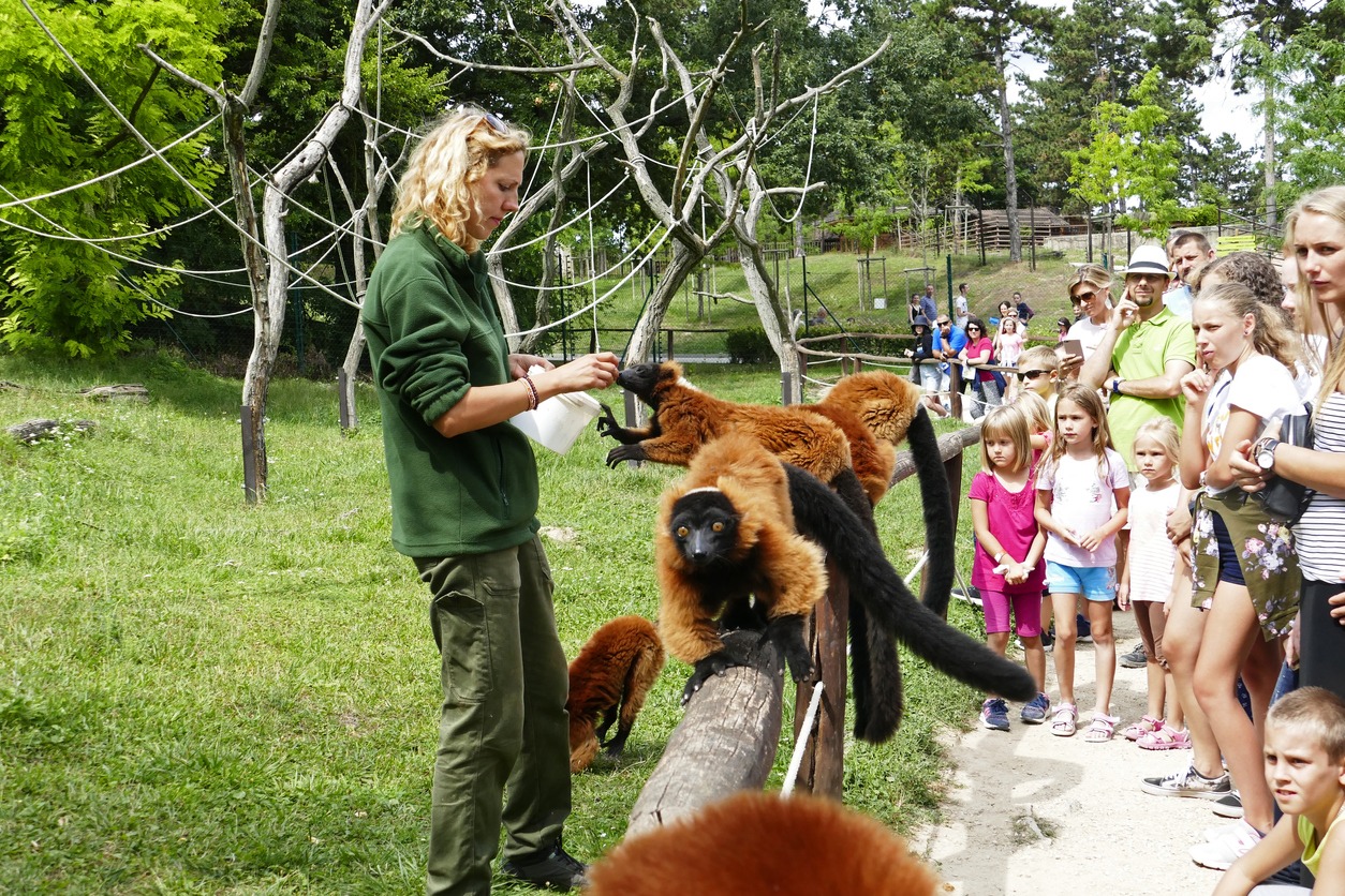 a woman zoo keeper with lemurs with audience