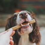 New York's Pet Treat Boom is Reshaping How Owners Care for Sick and Picky Pets